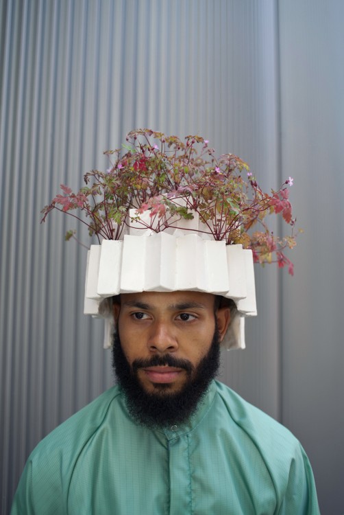 geranium robertianum web 5