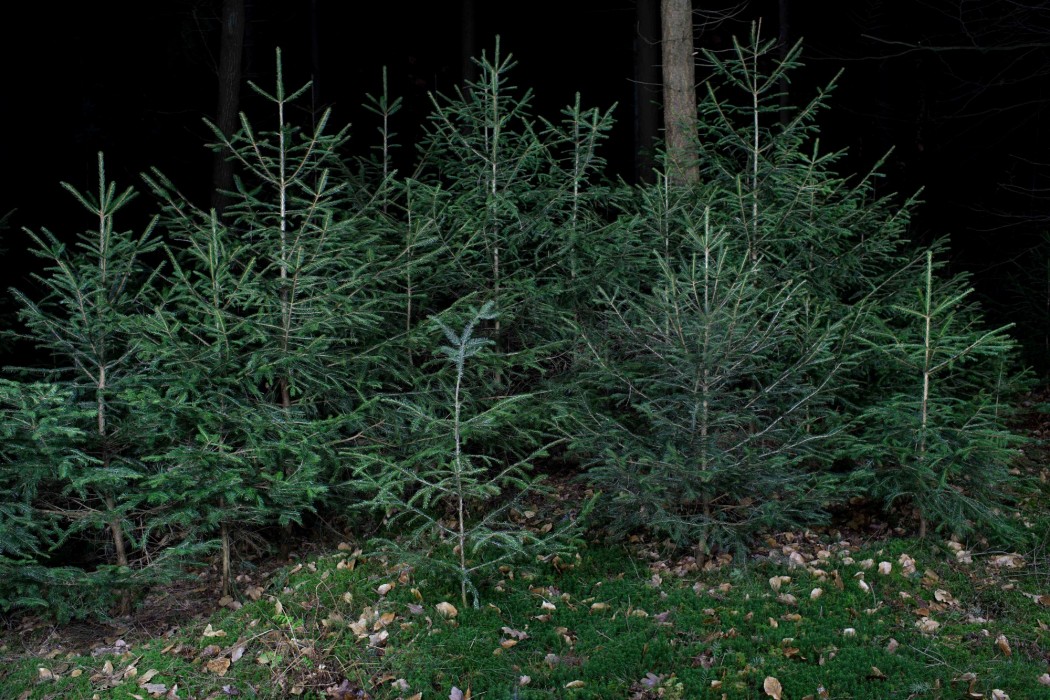 Final Fichte IMG 9114